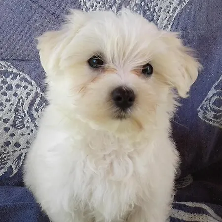 Milu'